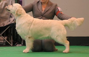 Nigel